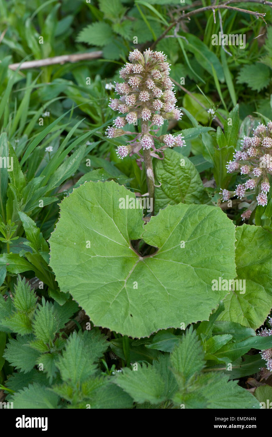 , Pétasite Petasites hybridus, la floraison sur la rive de la Kennet and Avon Canal près de Hungerford au printemps Banque D'Images