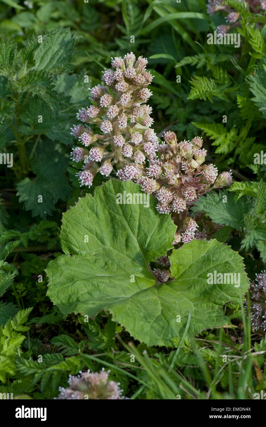 , Pétasite Petasites hybridus, la floraison sur la rive de la Kennet and Avon Canal près de Hungerford au printemps Banque D'Images