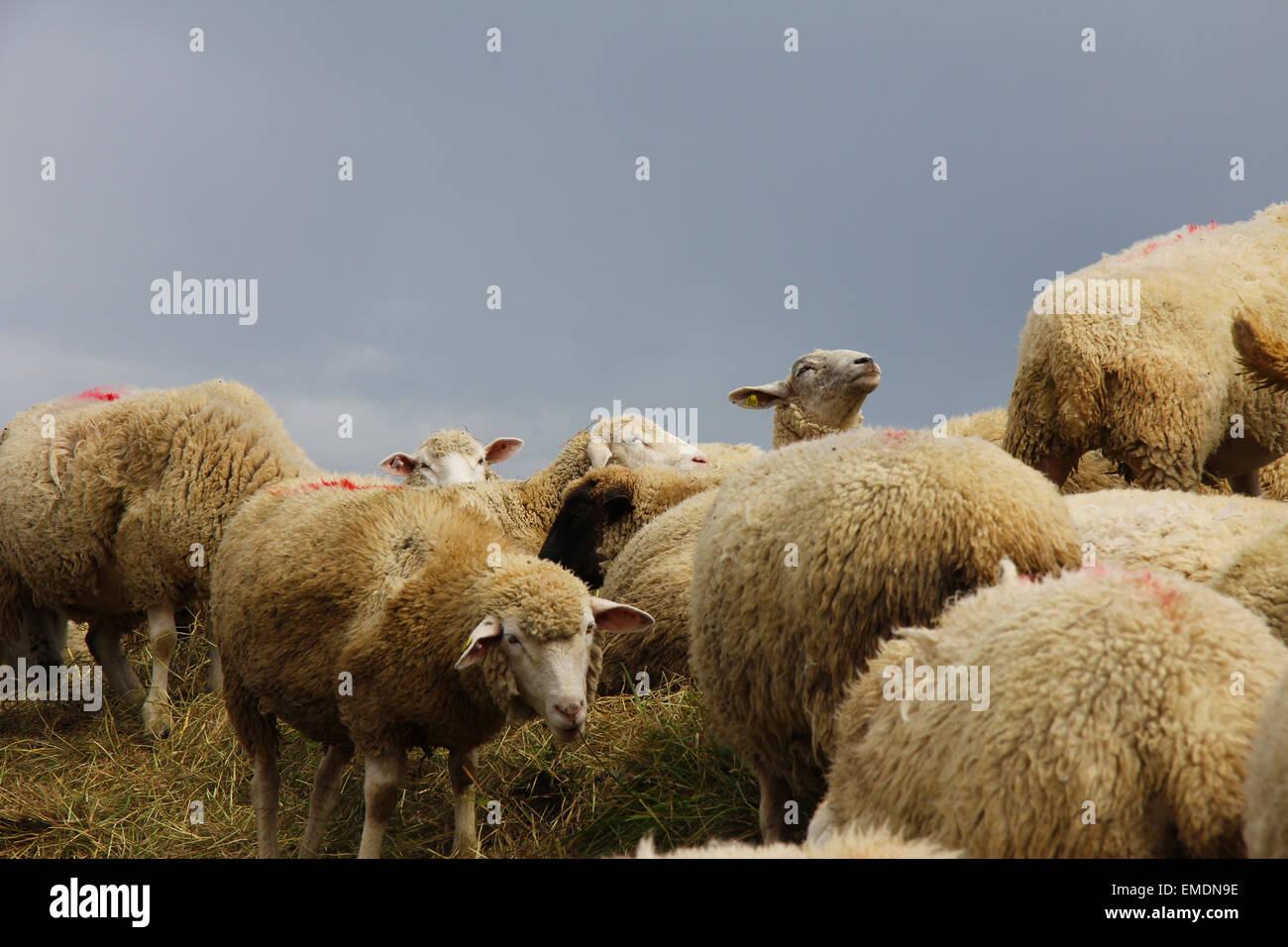 L'élevage de moutons en Suisse Banque D'Images