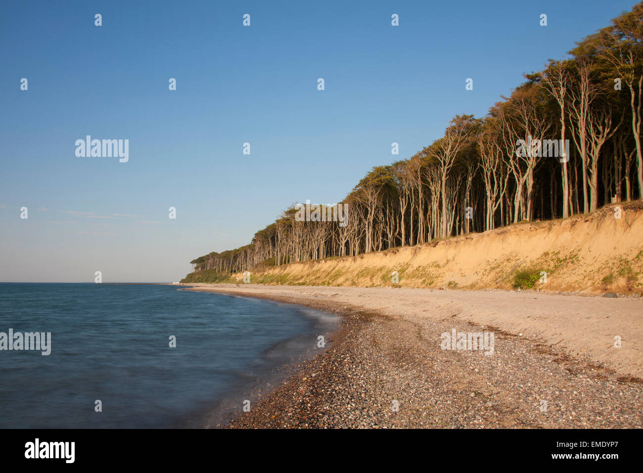 Les hêtres, façonné par la mer, les vents forts à Ghost Wood / Gespensterwald le long de la plage de la mer Baltique à Nienhagen, Allemagne Banque D'Images