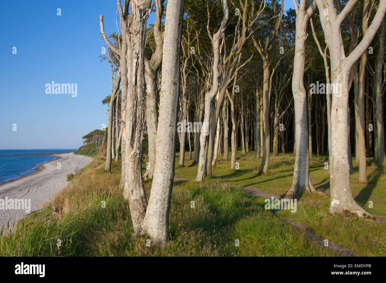 Les hêtres, façonné par la mer, les vents forts à Ghost Wood / Gespensterwald le long de la plage de la mer Baltique à Nienhagen, Allemagne Banque D'Images