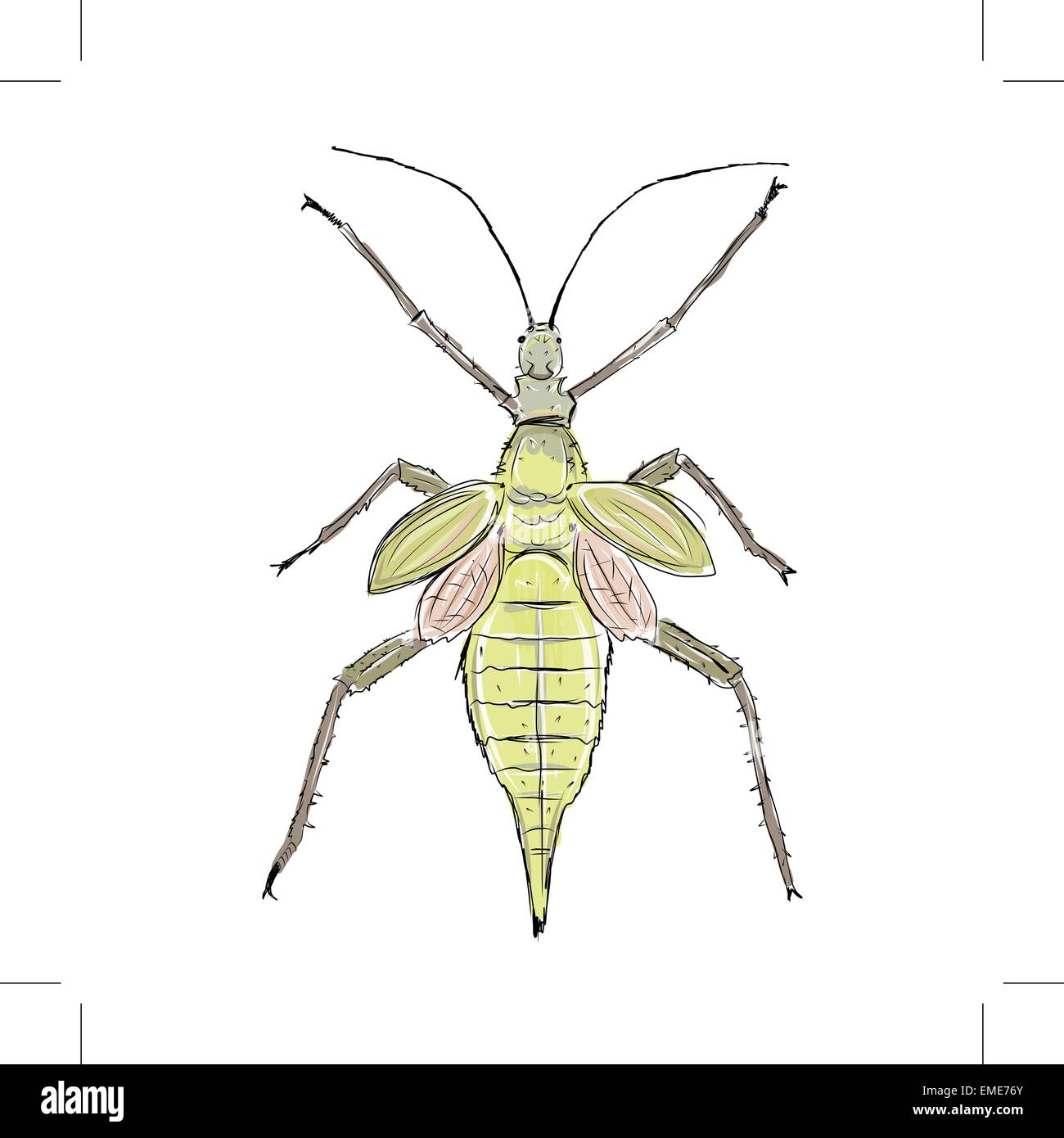 Insectes Heteropteryx, sketch pour votre conception Illustration de Vecteur