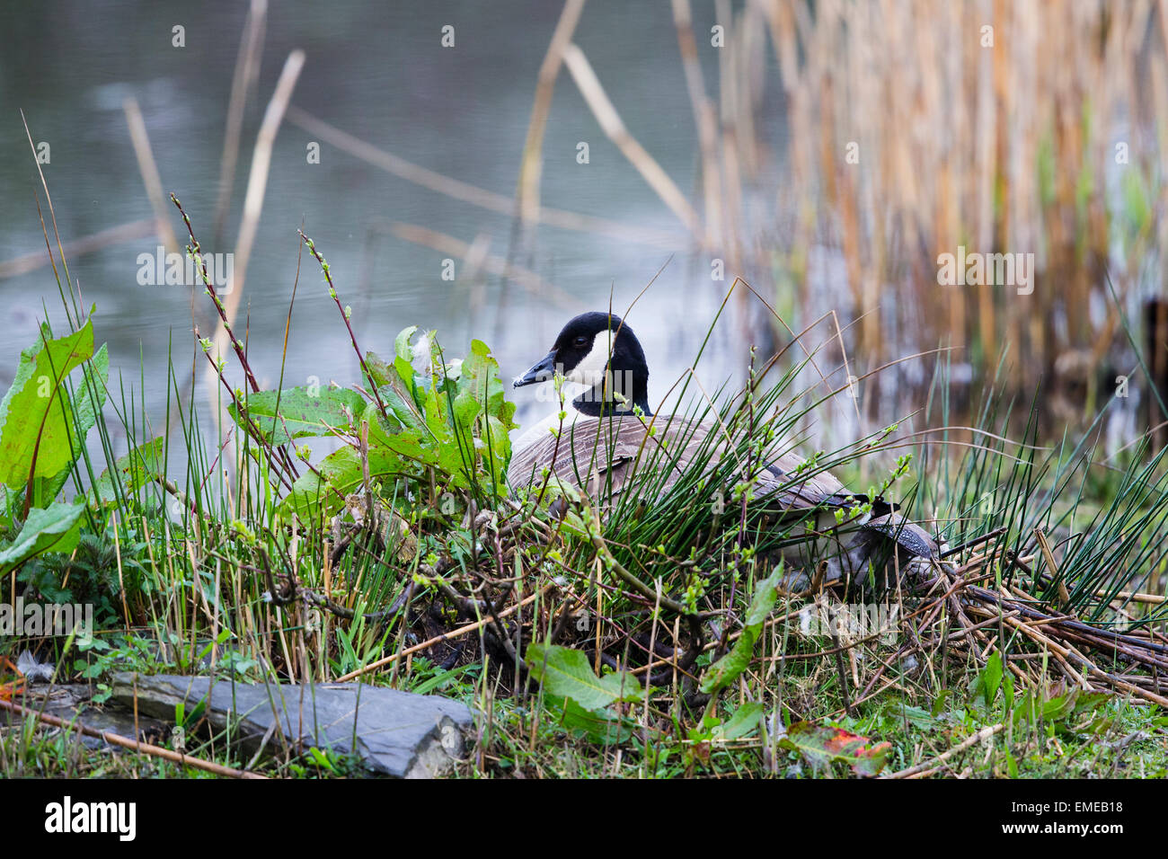 Une bernache du Canada (Branta candensis) est assis sur des oeufs dans une petite île au milieu de la petite piscine de Cilgerran. Banque D'Images