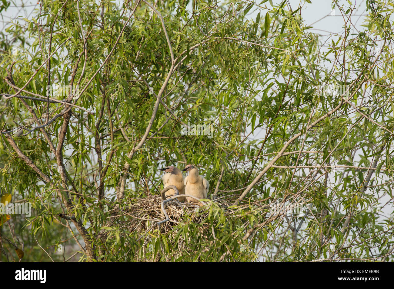 Anhinga ou American vert (Anhinga anhinga) oisillons dans le parc national des Everglades de Floride, USA. Banque D'Images