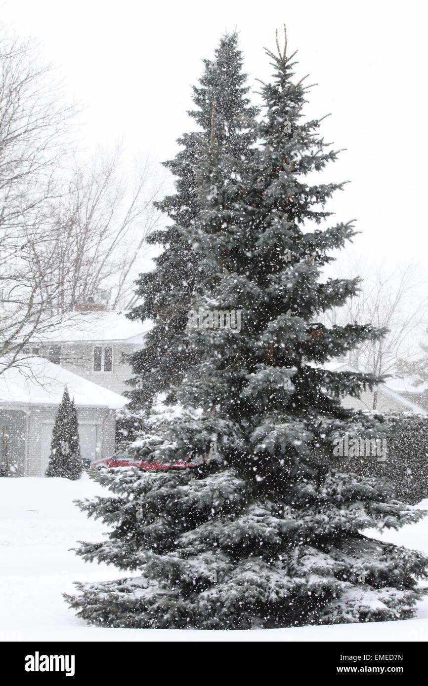 La neige fraîche s'accrochant aux branches de sapins et de masse dans une zone résidentielle Banque D'Images