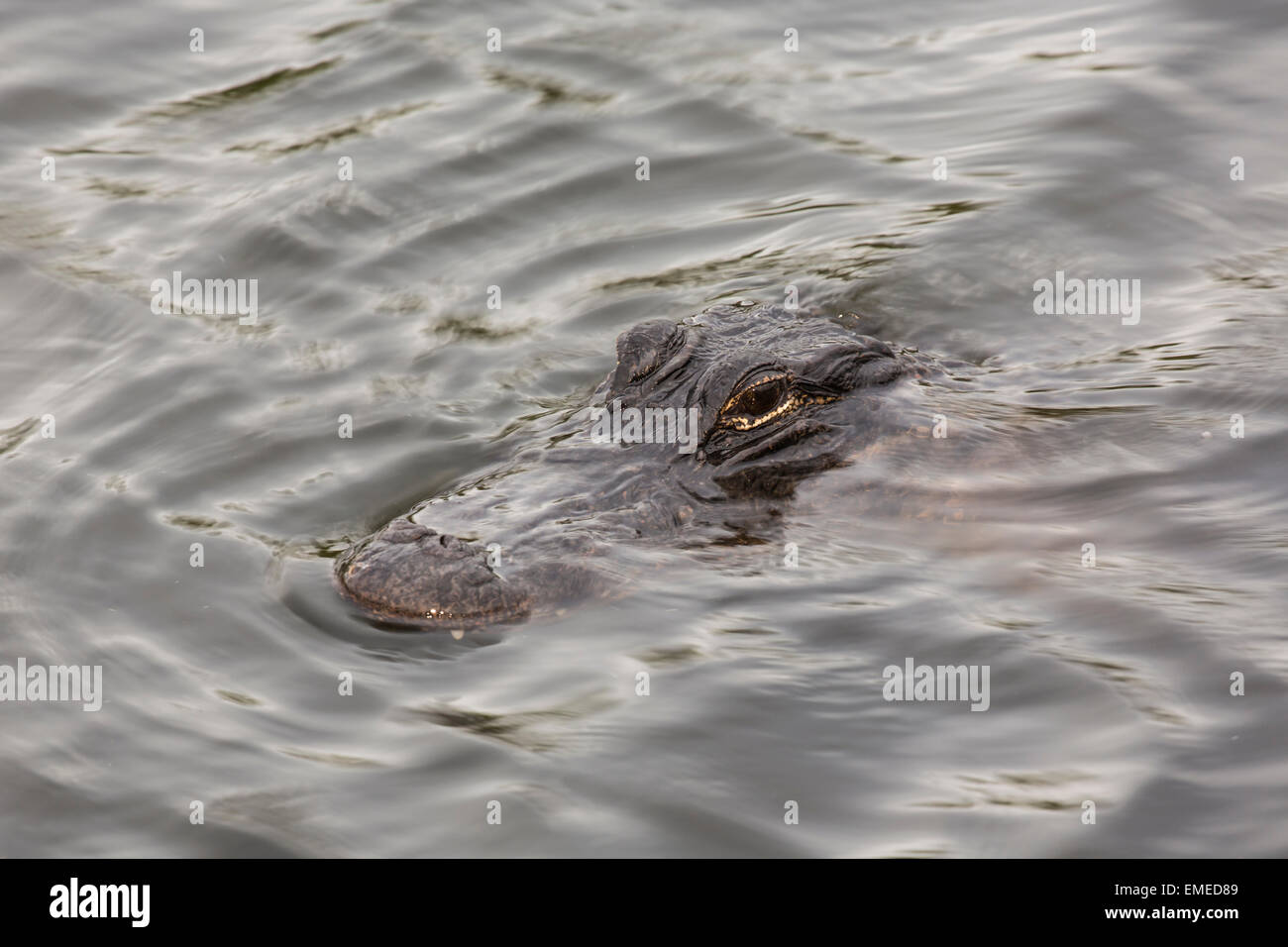 Alligator Alligator mississippiensis) (le long du sentier Anahinga dans le parc national des Everglades, en Floride, aux États-Unis. Banque D'Images