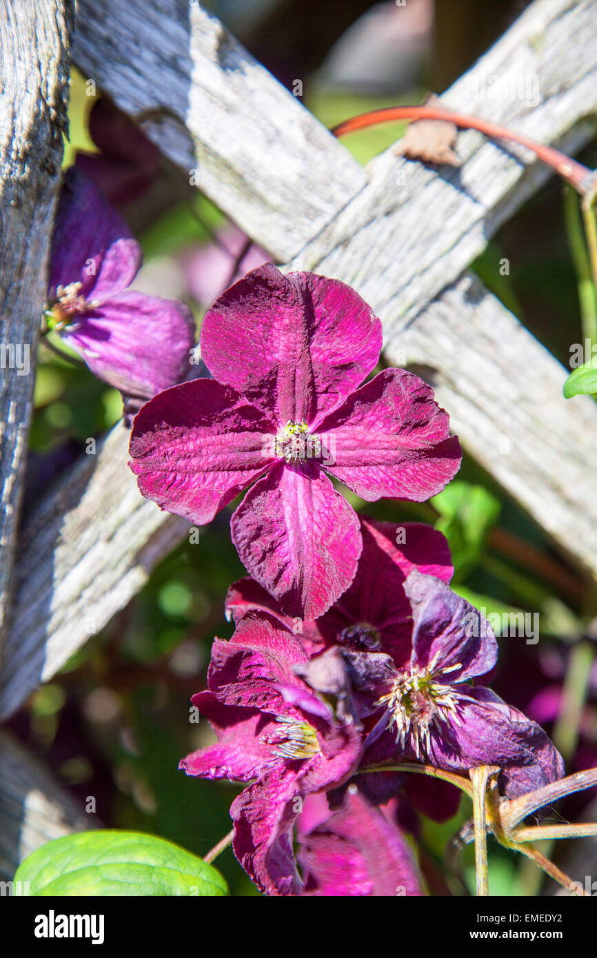 Fleurs rouge pourpre d'une clématite 'Madame Julia Montaubion-chardonney' bush Banque D'Images
