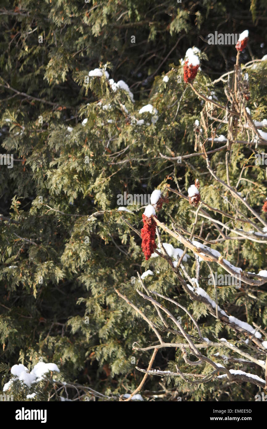 Neige fraîche couvrant les bobs et bush d'un Vinaigrier bush Banque D'Images