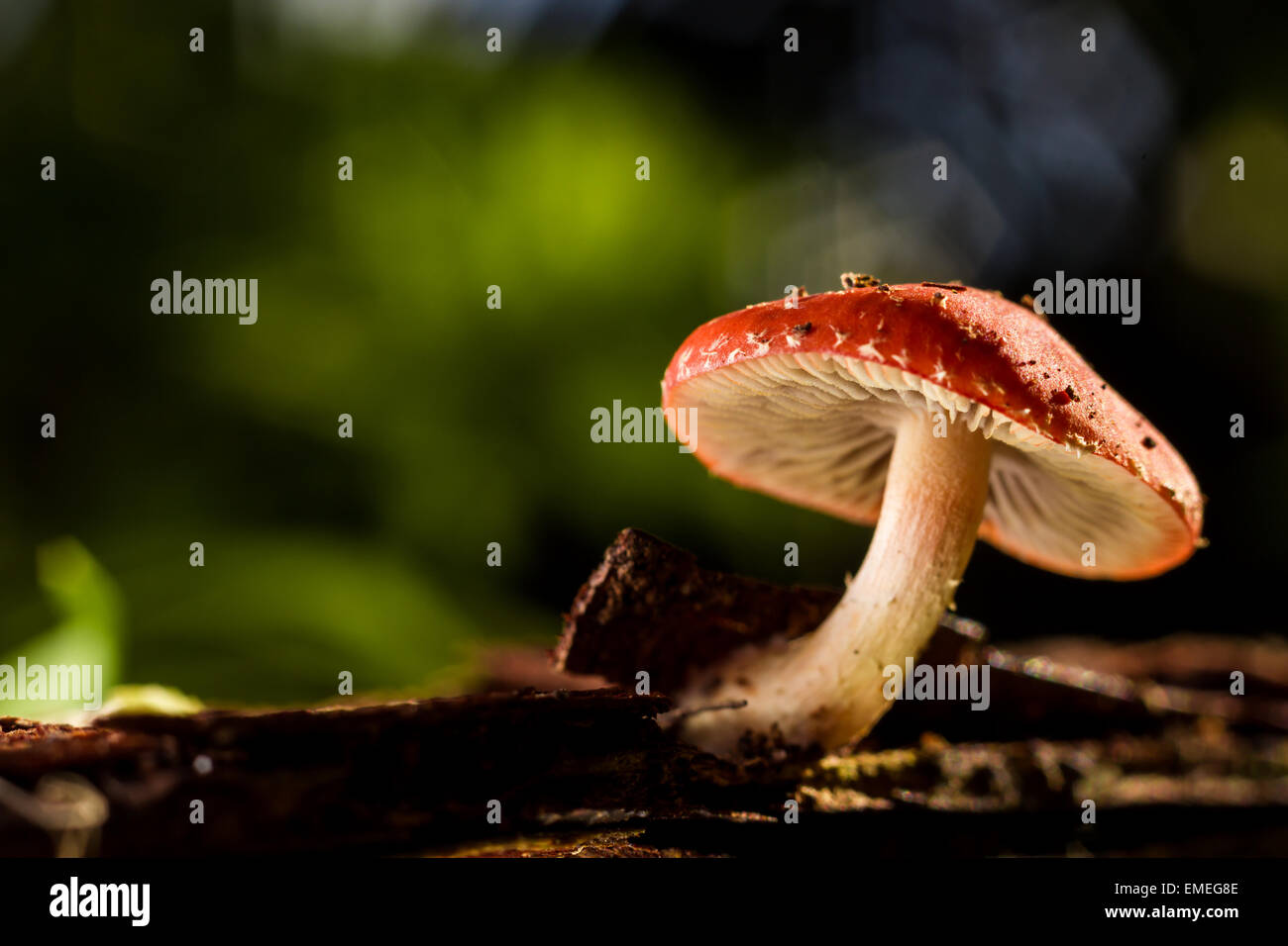 Champignons poussant dans les sous-bois en automne. St Mary's, Îles Scilly, novembre. Banque D'Images