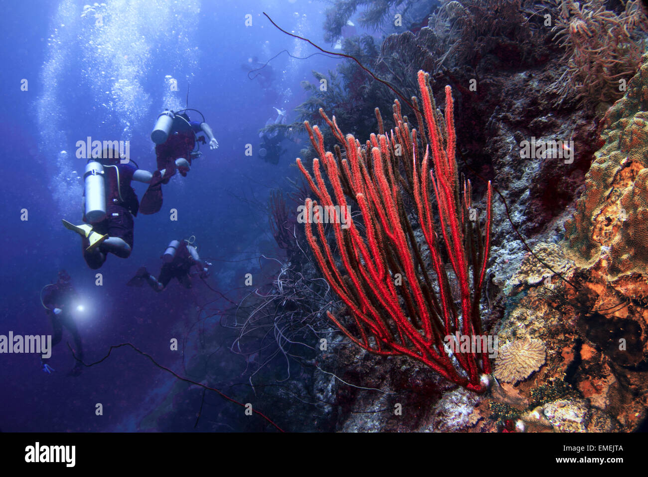 Les plongeurs d'explorer le mur plongeant connu sous le bord bleu et les récifs de Curacao, Antilles néerlandaises. Banque D'Images