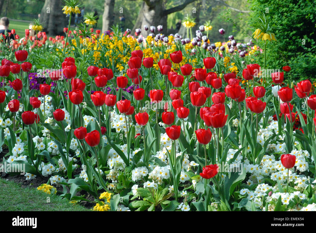 Londres, Royaume-Uni, 20 avril 2015, lumineux soleil avril donne vie aux couleurs éclatantes des fleurs sur St James Park devant le palais de Buckingham. Knee-high blood red poppies saisir l'attention parmi les massifs de fleurs colorés parfait. Credit : JOHNNY ARMSTEAD/Alamy Live News Banque D'Images