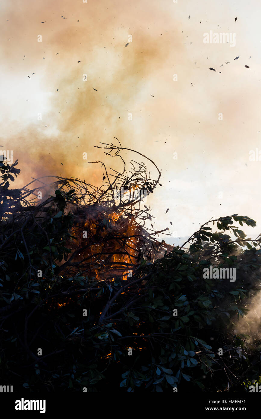 Des feux de joie sont utilisés pour enlever la végétation qui a été réduit par le biais de travaux de gestion de l'habitat. St Mary's, Îles Scilly, Novem Banque D'Images
