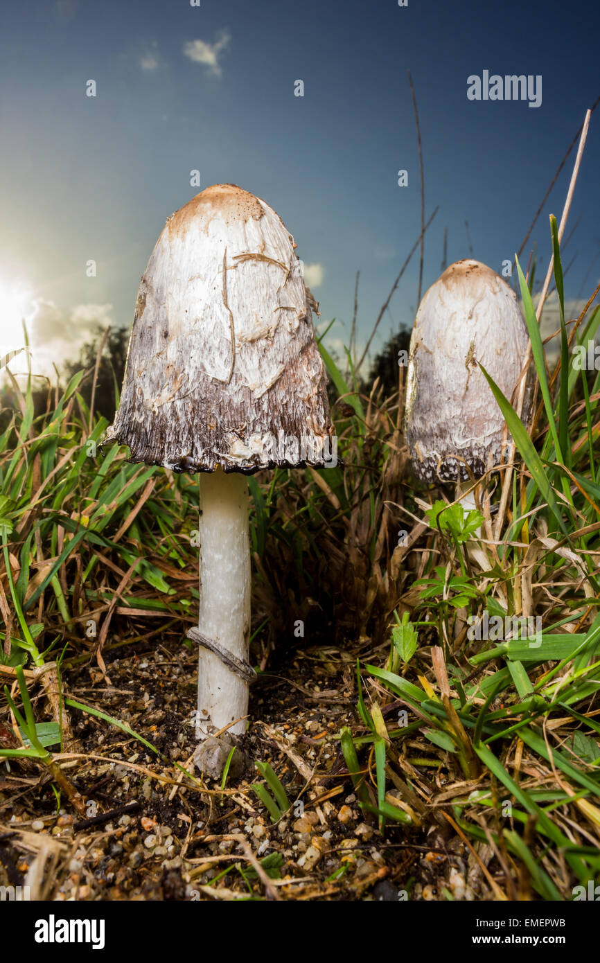 Cap d'encre Coprinus comatus hirsute, grand angle de deux qualités qu'ils se liquéfier avec en arrière-plan, St Mary, Îles Scilly, N Banque D'Images