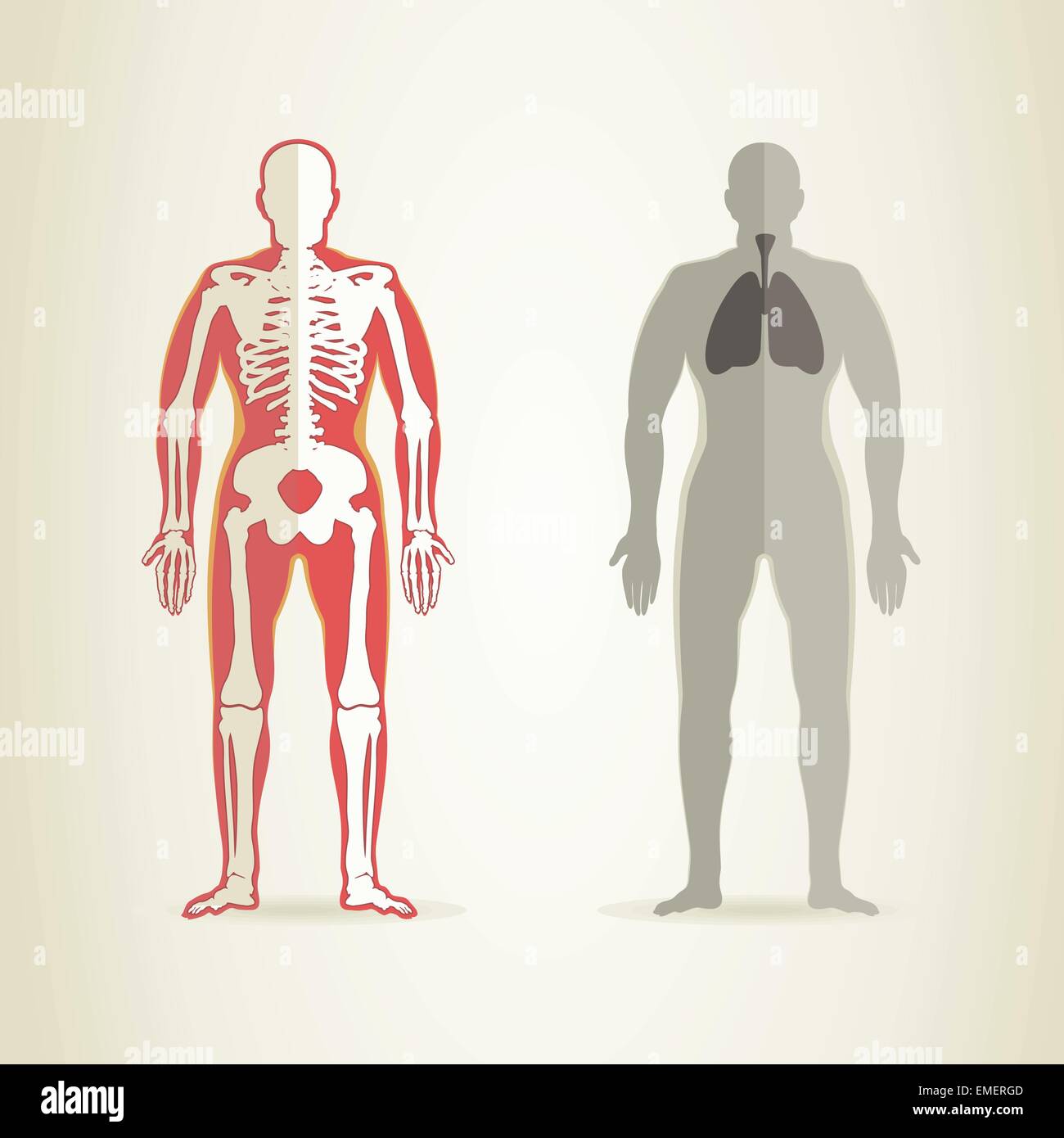 Anatomie humaine Illustration de Vecteur