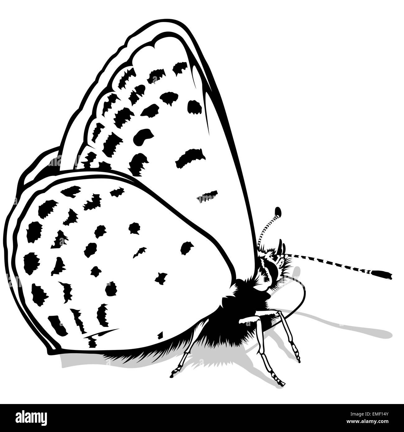 Papillon Illustration de Vecteur