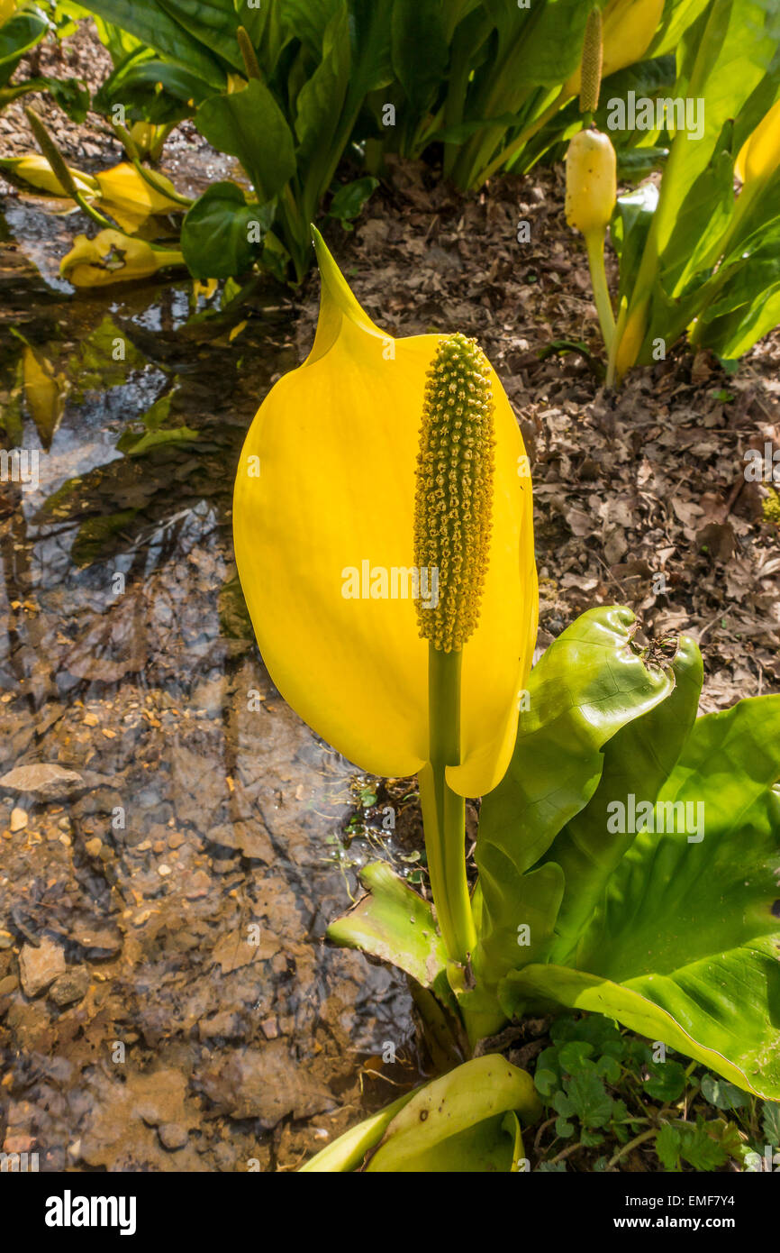 Lysichitum americanum American swamp lily Banque D'Images