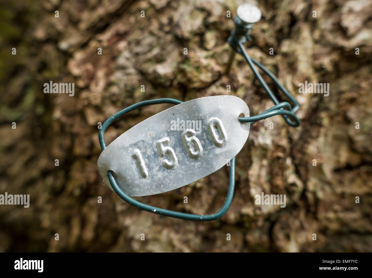 Specemin les espèces d'arbres la plaque d'identification du numéro de marqueur Banque D'Images