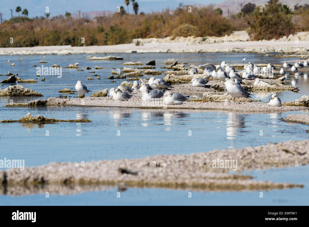 Un groupe de mouettes assis sur l'érosion du lit du lac et de séchage de la Salton Sea en Californie Banque D'Images