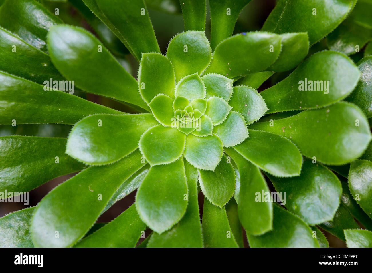 Gros plan d'une plante à feuilles vertes pour une texture naturelle ou d'arrière-plan Banque D'Images