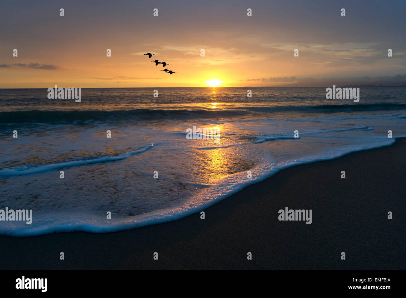 Les oiseaux dans le ciel comme l'eau de mer à la plage des rouleaux avec le coucher du soleil au-delà. Banque D'Images