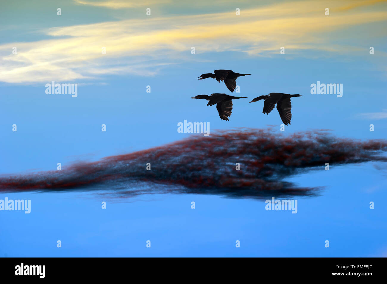 Trois oiseaux de mer sauvages de haut vol dans les nuages. Banque D'Images