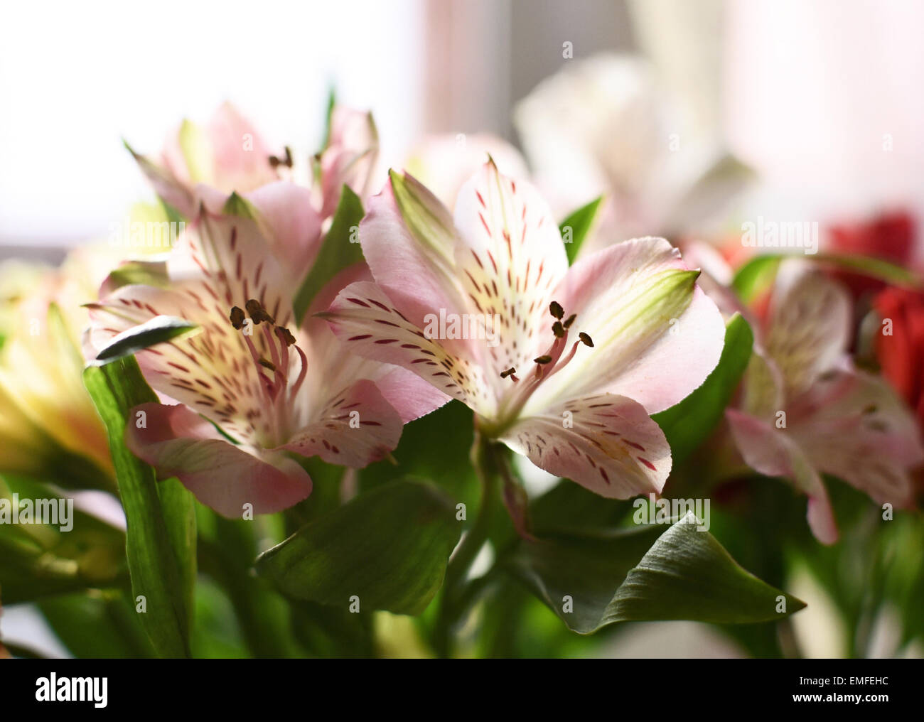 L'Alstroemeria bouquet Banque D'Images