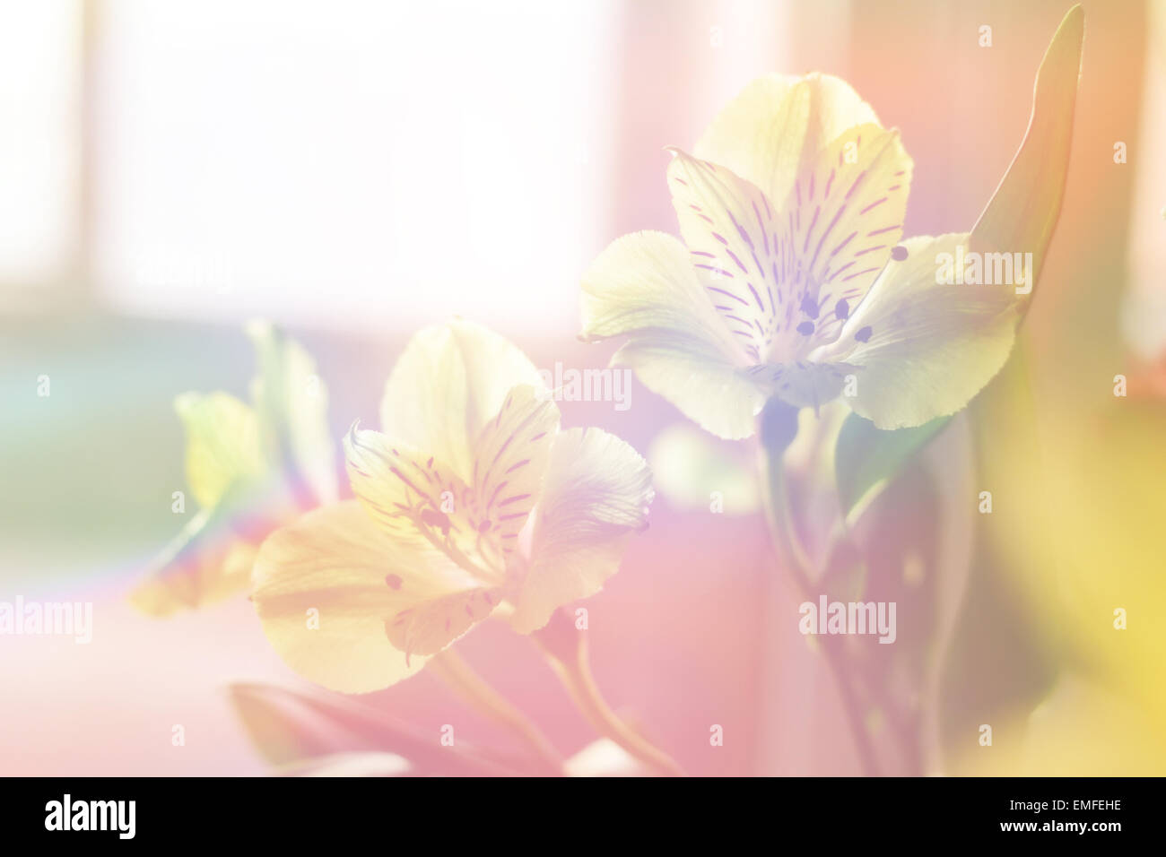 L'Alstroemeria jaune bouquet Banque D'Images