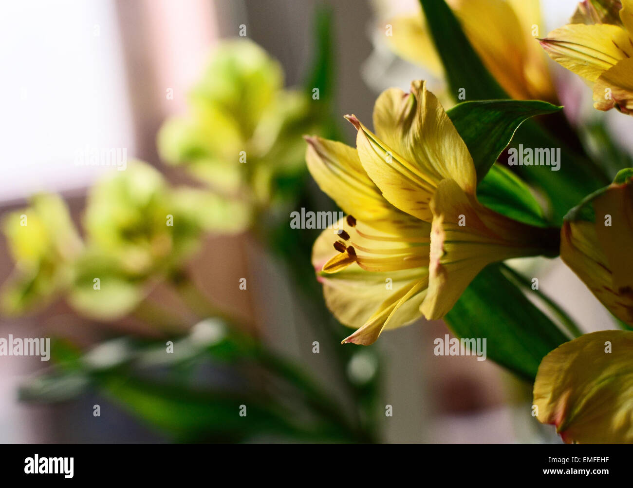 L'Alstroemeria jaune bouquet Banque D'Images