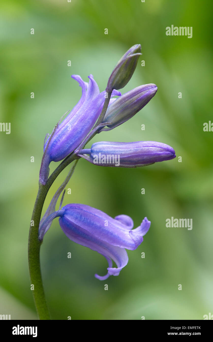 Mi-avril et une seule fleur bluebell émerge dans une clairière dans la houle du bois. Banque D'Images