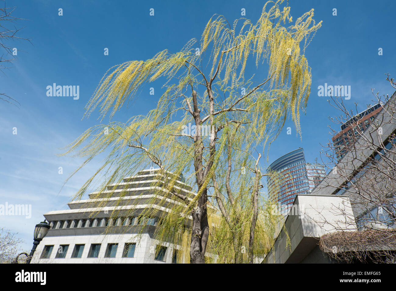 Un saule arbre qui pousse à côté du musée du patrimoine juif dans Battery Park City, un quartier de Manhattan, New York. Banque D'Images