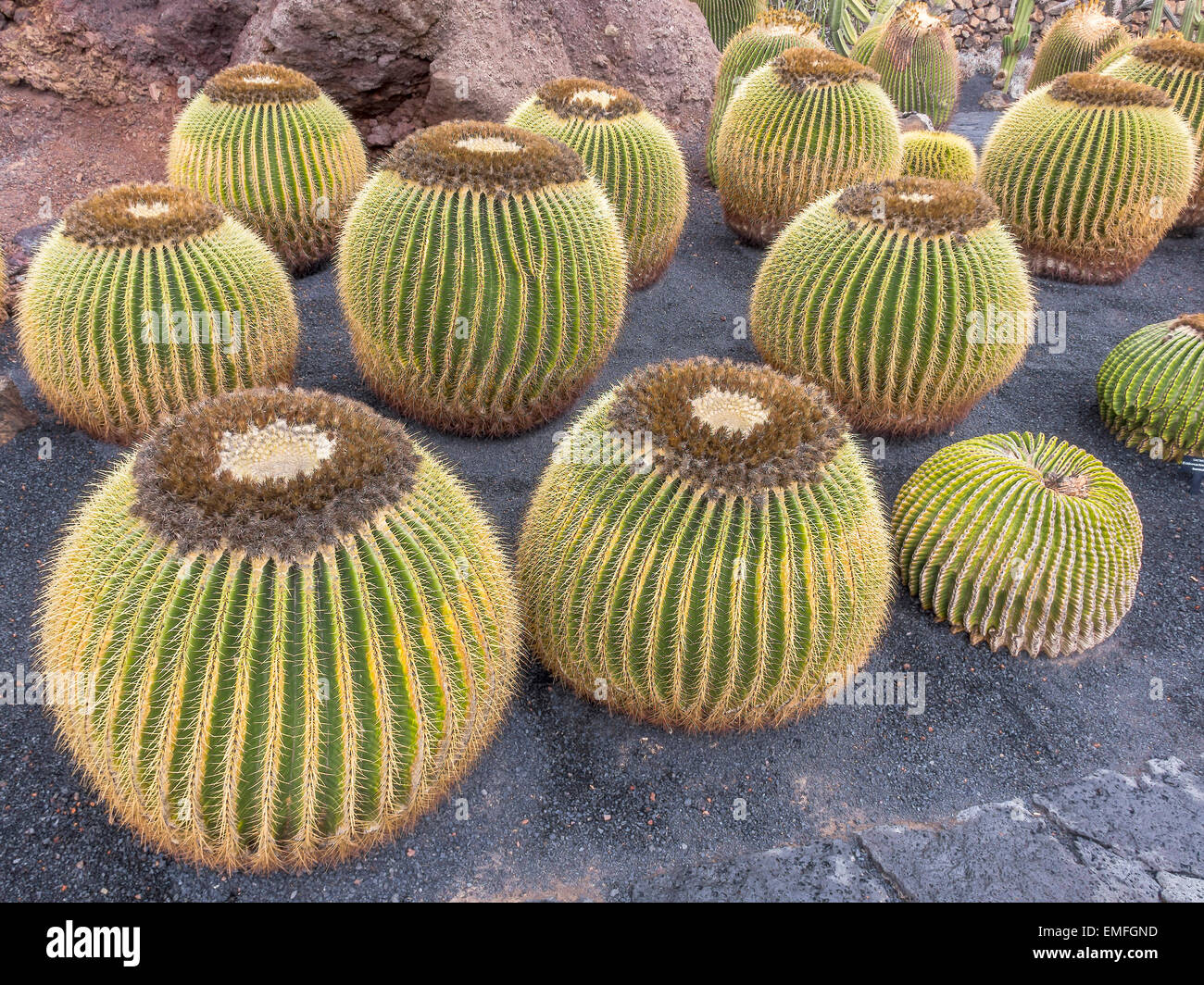 Golden Barrel Cactus Lanzarote Iles Canaries Banque D'Images