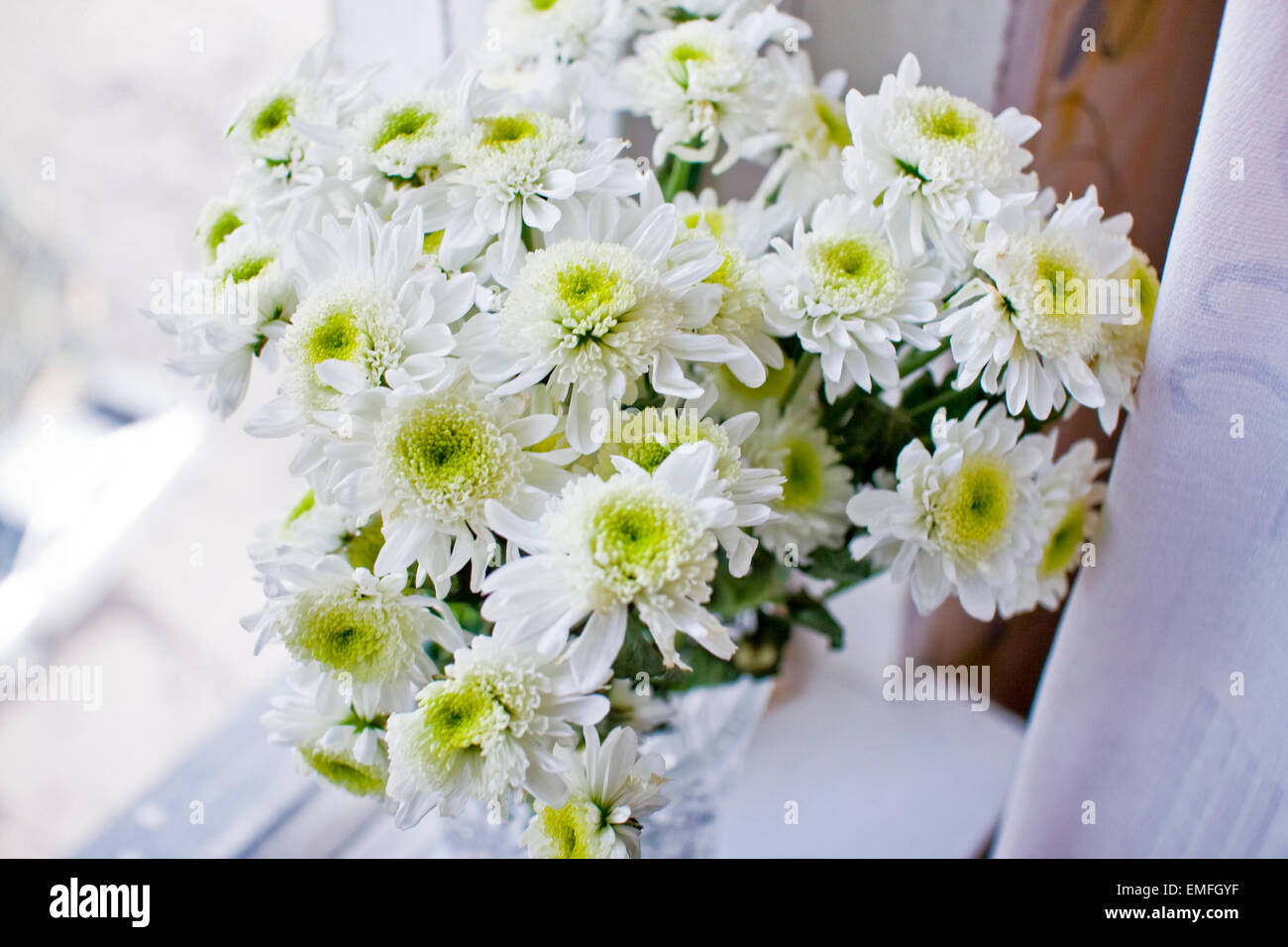 Des chrysanthèmes blancs Banque D'Images