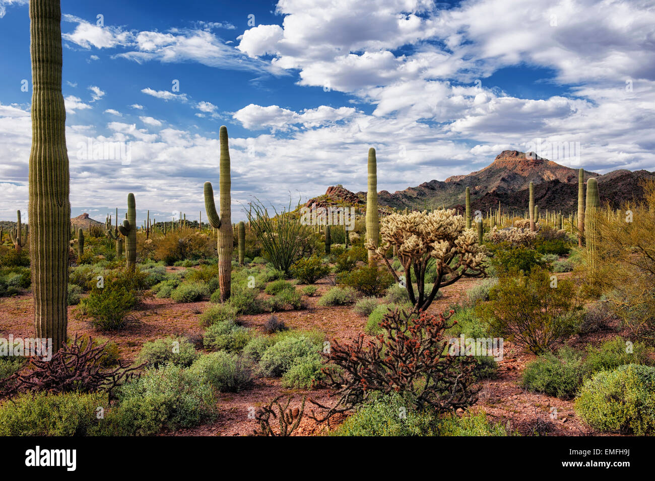 Beaux nuages passent sur les nombreuses variétés de cactus du désert de Sonora en Arizona et orgue Pipe Cactus National Monument. Banque D'Images