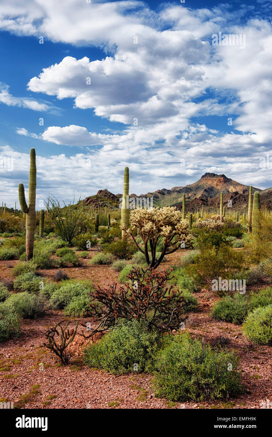 Beaux nuages passent sur les nombreuses variétés de cactus du désert de Sonora en Arizona et orgue Pipe Cactus National Monument. Banque D'Images