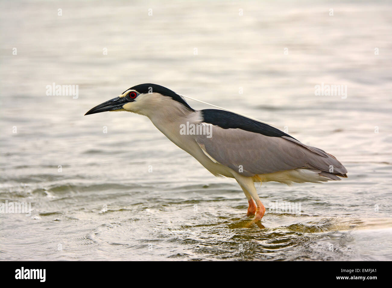 Bihoreau gris noir, Nycticorax nycticorax Banque D'Images