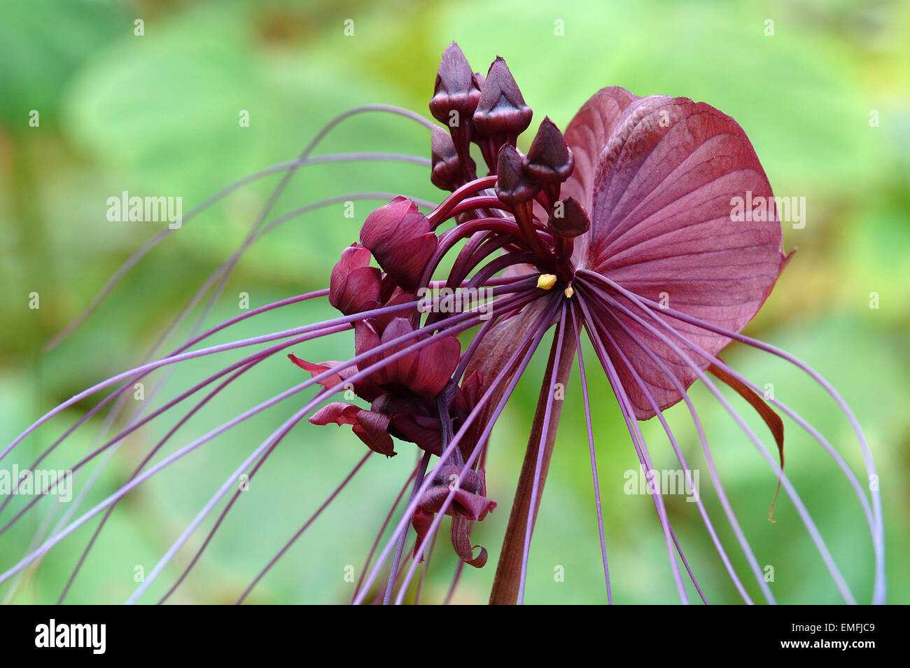 Fleur de chauve-souris noire, Tacca chantrieri Banque D'Images