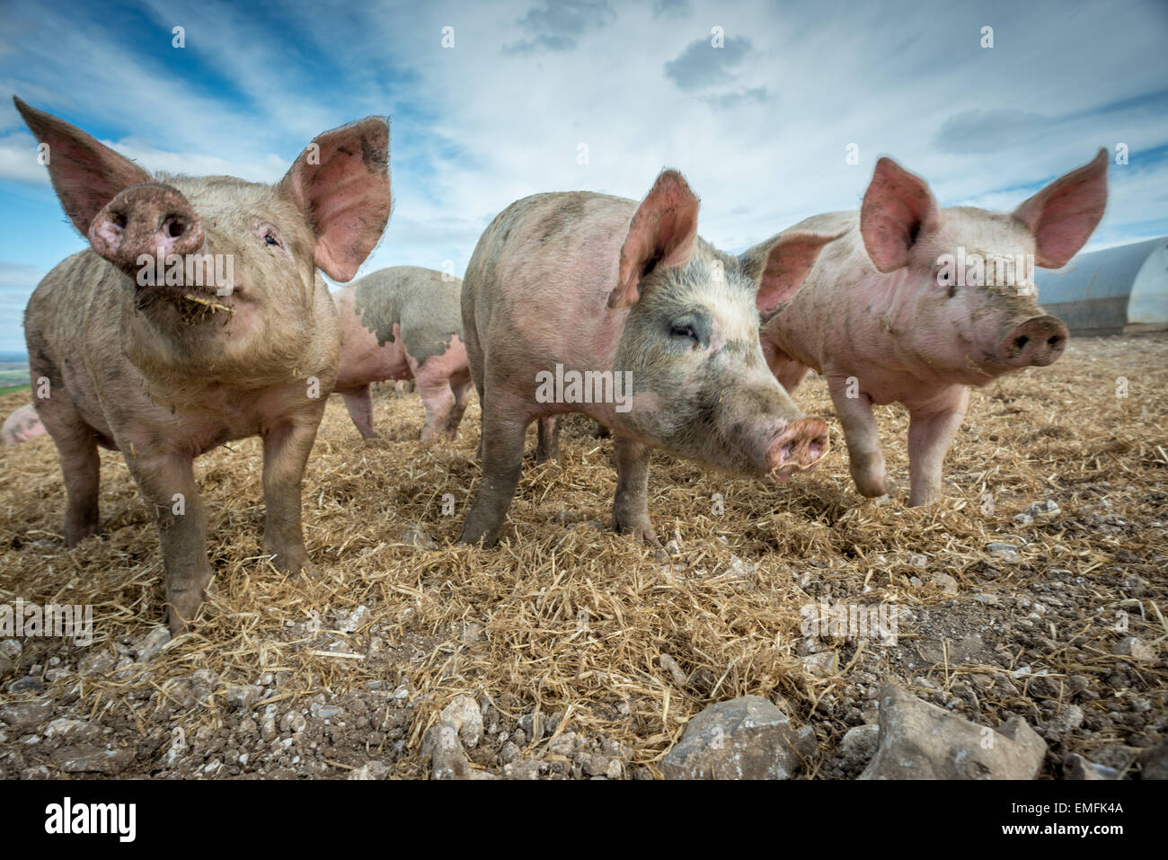 Les porcs dans une ferme porcine sur les South Downs dans le sud de l'Angleterre. Banque D'Images