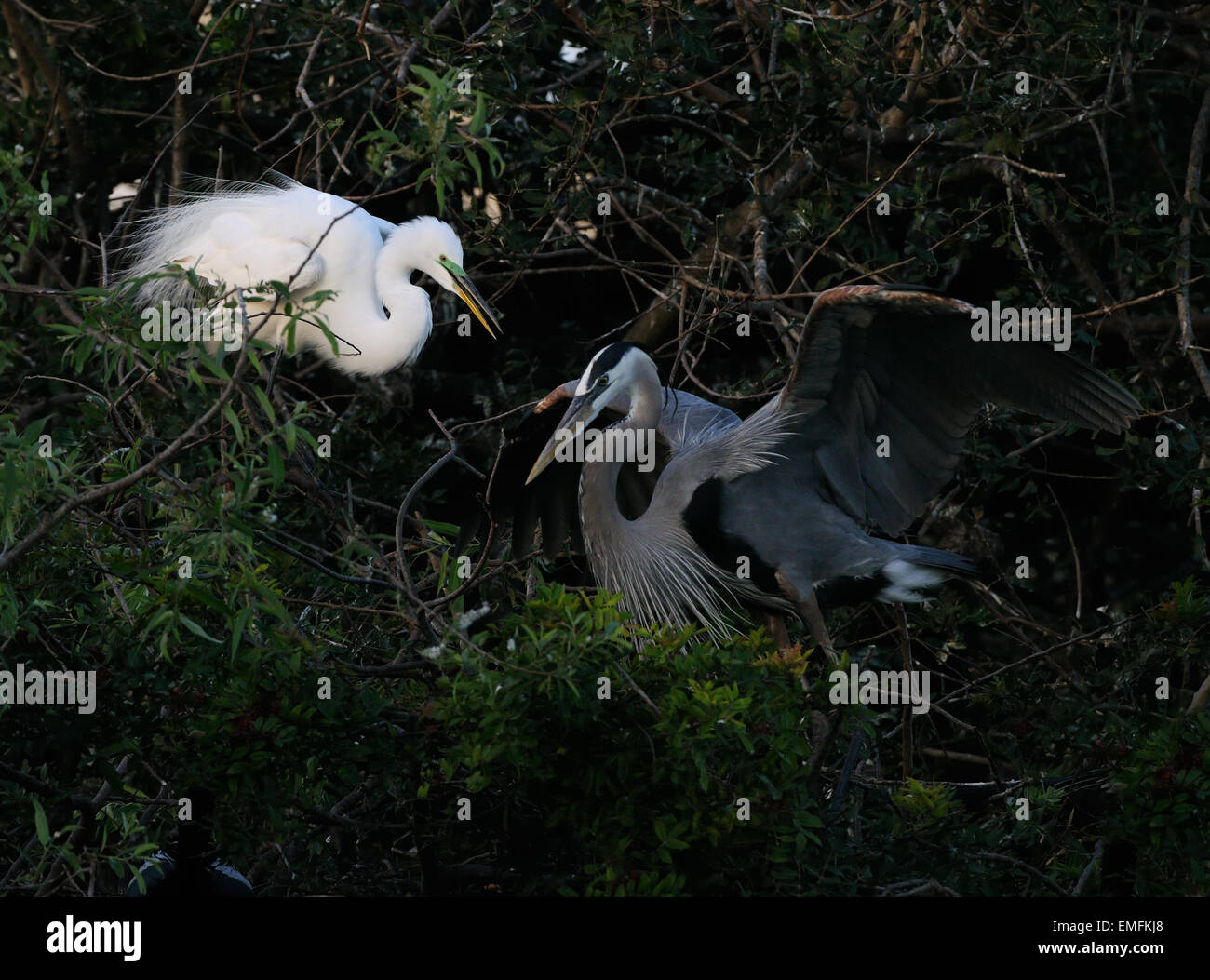 Grande Aigrette flying assis dans la végétation de Gatorland près d'Orlando montrant l'accouplement il y a de plumes. Floride, États-Unis Banque D'Images