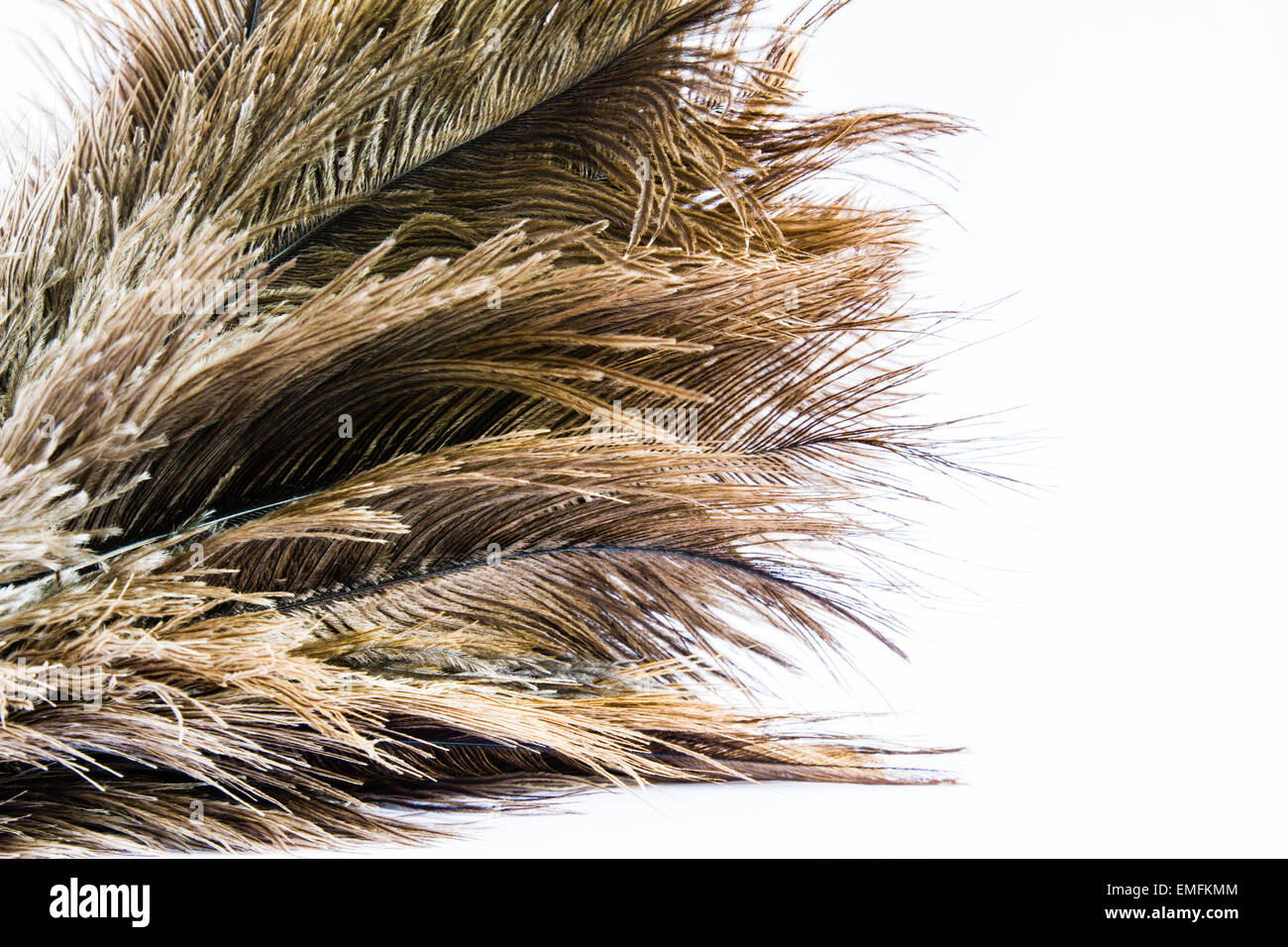 Plumes d'Autruche (Struthio) isolé sur fond blanc avec copyspace Banque D'Images