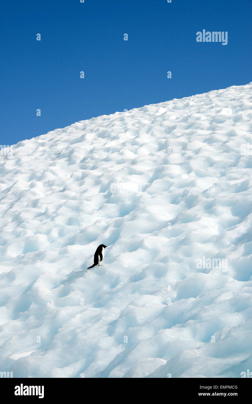 Seul Adelie Penguin sur iceberg Antarctique Antarctique péninsulaire Hope Bay Banque D'Images