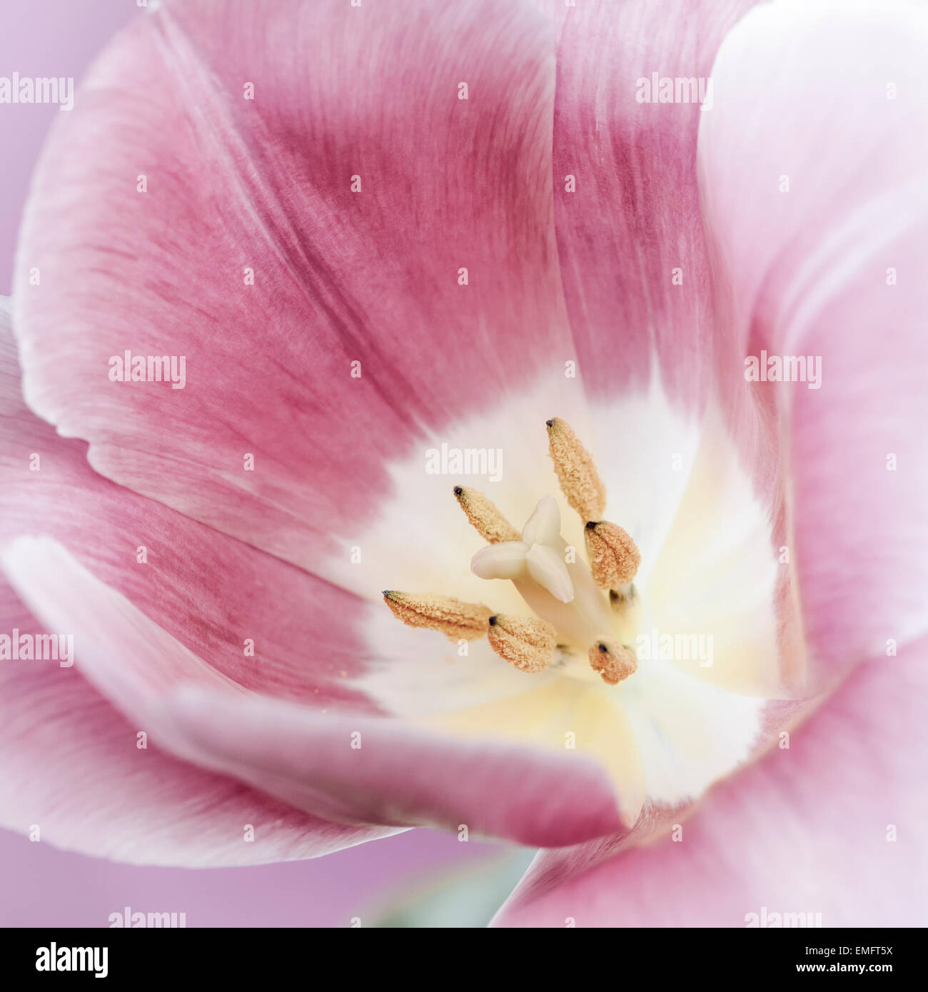 Gros plan macro de tulipe rose fleur avec pistil et étamines, format carré Banque D'Images