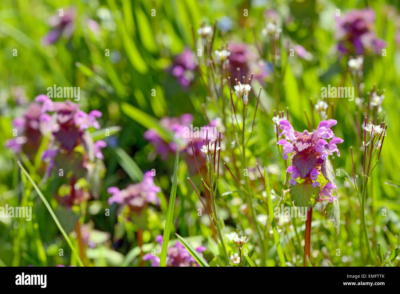 Lamium maculatum au printemps sur terrain Banque D'Images