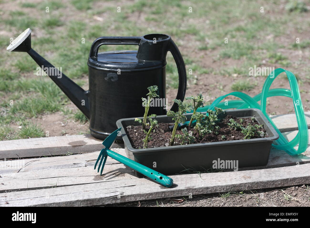 Arrosoir, flexible, Hoe, une boîte de semis de pommes de terre Photo Stock  - Alamy