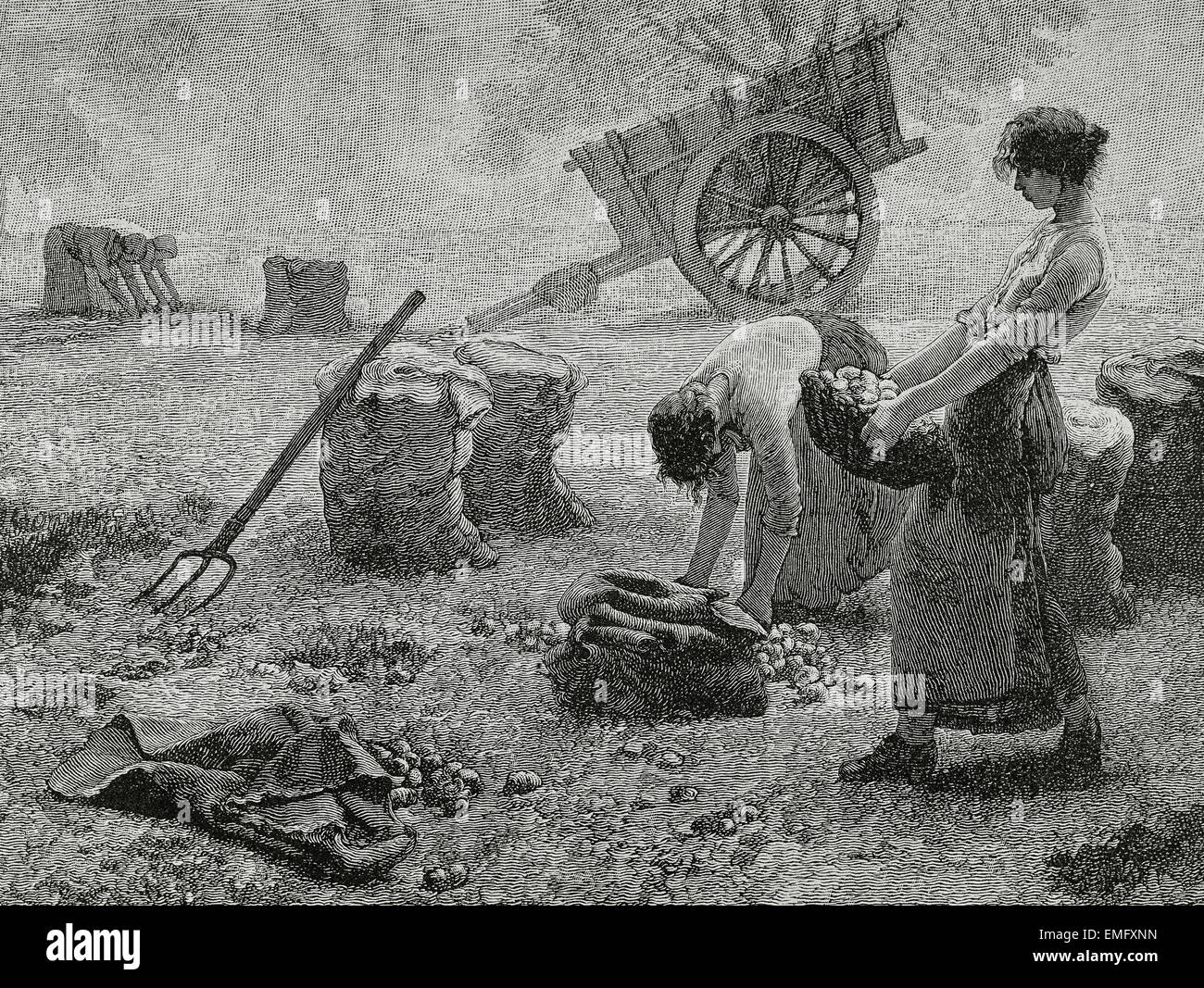 L'agriculture. La tonte. Gravure, 19ème siècle. Banque D'Images