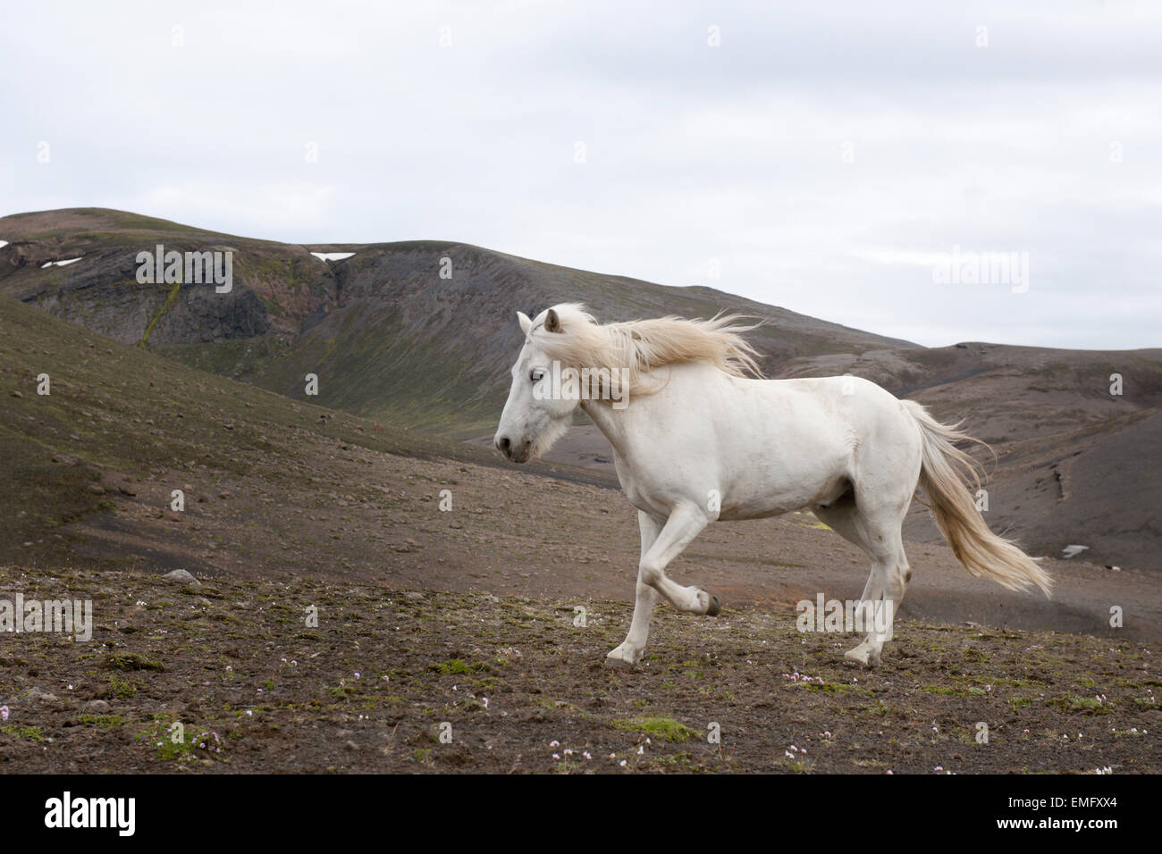 Cheval islandais (Equus caballus) fonctionnant en mode paysage volcanique, l'Islande. Banque D'Images