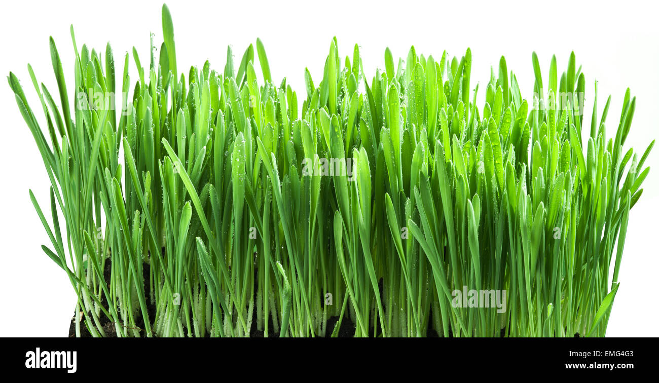 L'herbe verte isolée sur fond blanc. Banque D'Images