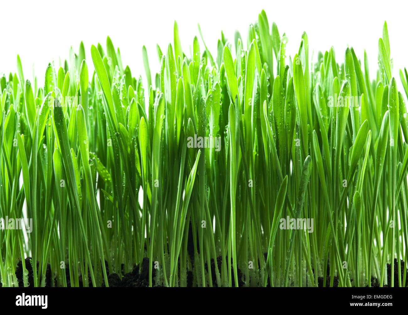 L'herbe verte isolée sur fond blanc. Banque D'Images