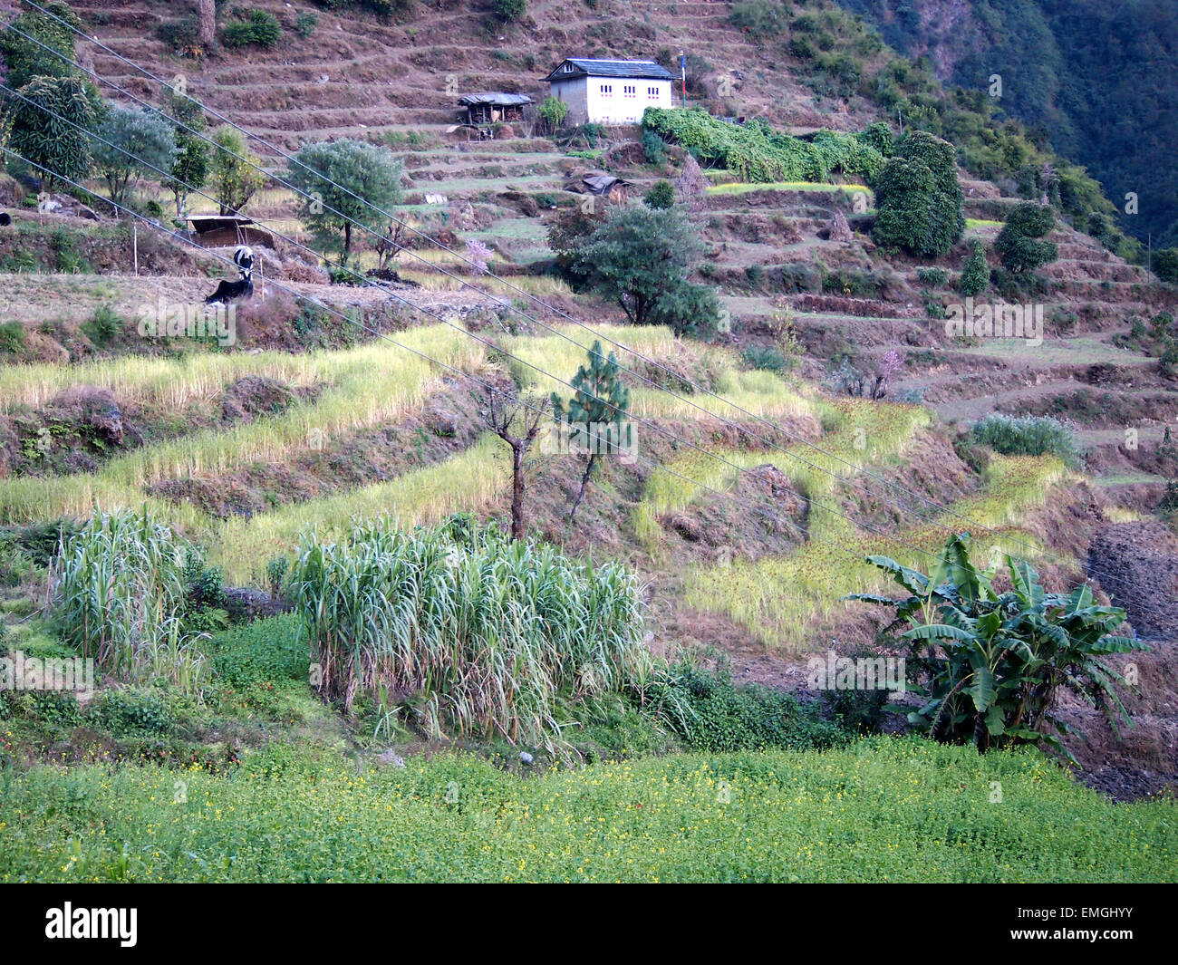 Les champs en terrasses l'agriculture de subsistance Lukla au Népal Asie Banque D'Images