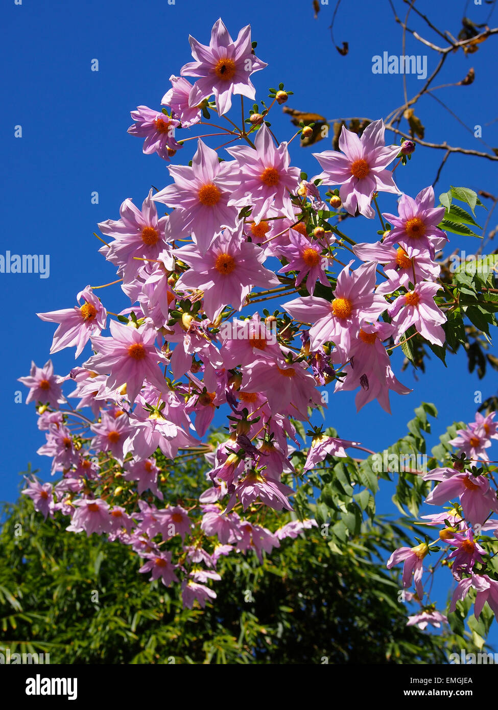 Fleurs rose vif Lukla au Népal Asie Banque D'Images
