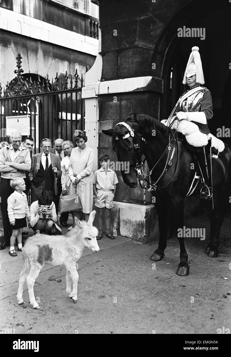 Pour la première fois dans l'histoire de la Caserne Wellington les ânes sont en cours d'écurie avec les chevaux de la garde de la vie pour aider au marché et juste dans le Dean's Yard, Westminster dans le cadre de l'abbaye de Westminster's 900e anniversaire célébration. Photo : Argent montre le plus petit âne sur place avec l'un des chevaux en provenance de la caserne Wellington à Horse Guards. 17 juillet 1966. Banque D'Images